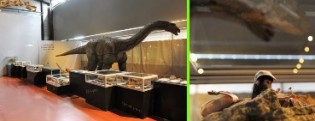 Eva l'Ampelosaurus